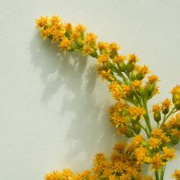 Canadian Goldenrod